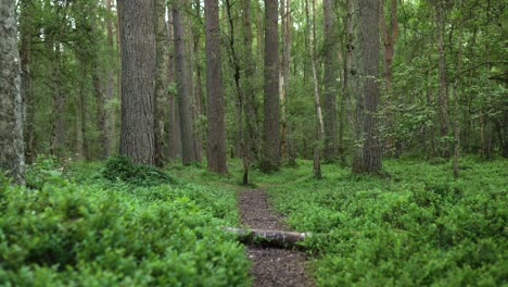 A-Walking-Trail-Leading-into-a-Pinewood