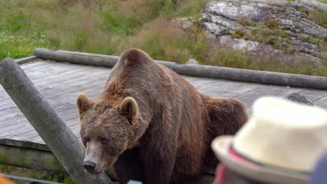 Sad-brown-bear-in-captivity-waiting-for-food---Spectators-in-foreground---Norwegian-bear-park-at-Flaa---Static-handheld-filmed-from-audience-position