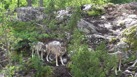 Wolfpack-feeding-on-raw-meat-inside-Norwegian-bear-park---Wild-animals-in-captivity---Handheld-static
