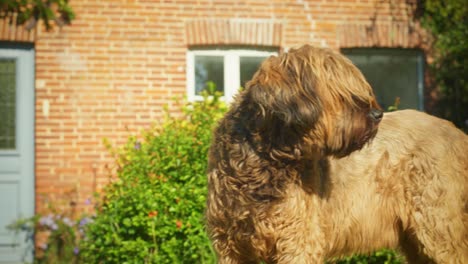4K-slow-motion-shot-of-a-briard,-a-big-dog-standing-up-and-walking-in-the-garden,-turning-towards-the-camera