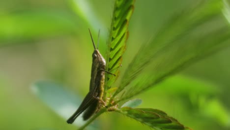 grasshopper-close-up-video,-Green-grasshopper-sitting-on-the-leaf