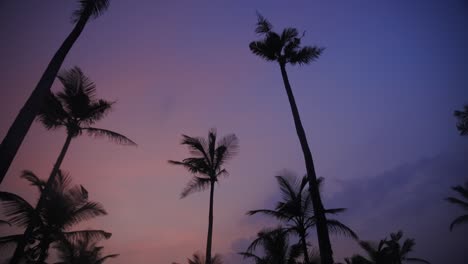 Magical-Hour-of-Stunning-Coconut-Trees-Revealing-People-Watching-Beautiful-Seascape,-Mirissa-Sri-Lanka