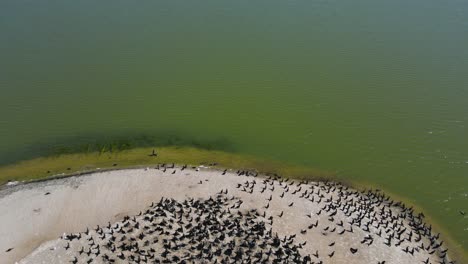 Tilting-up-to-the-surface-of-the-lake