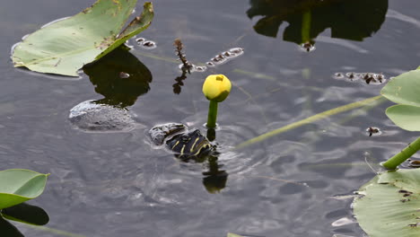 Florida-red-bellied-cooter-or-Florida-redbelly-turtle-bud-,-Everglades,-Florida