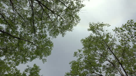 Green-deciduous-treetop,-directly-below