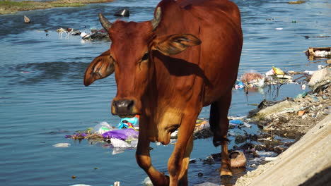 Close-up-gimbal-shot-of-cow-walking-on-riverbanks-among-garbage