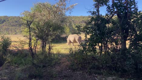 Wilde-Breitmaulnashorn-Safari-In-Afrika