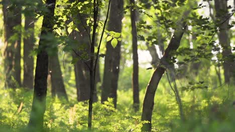 Zeitlupenaufnahme-Von-Käfern-Und-Regen,-Der-Durch-Sonnenbeschienene-Bäume-Kommt