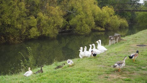 A-skein-of-ducks-waddle-past-a-gaggle-of-white-geese-by-a-river-in-the-Autumn