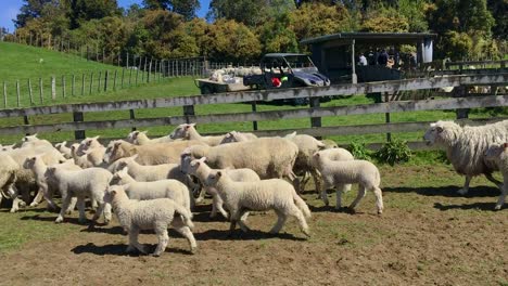 Sheep-and-lambs-being-mustered-for-tail-docking-of-the-lambs-in-Manawatu-New-Zealand