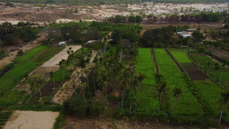 Landwirtschaftsfelder-Inmitten-Von-Sanddünenwüstenland,-Vietnam