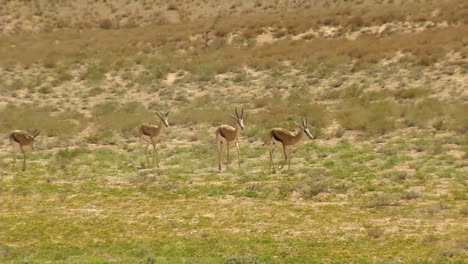Springbok-walking-through-the-desert