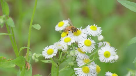 Honigbiene-Bestäubt-Kamillenstrauch-Mit-Weißem-Gänseblümchen