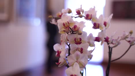 A-close-up-shot-of-orchids--in-a-hallway