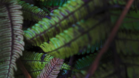 Grünes-Blatt-In-Natürlicher,-Umweltfreundlicher-Wildnisumgebung,-Dschungel-Von-Costa-Rica,-Mittelamerika,-Nahaufnahme-Der-Flora