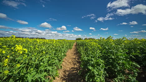 Static-shot-of-a-rapeseed-field-on-both-side-of-a-narrow-path-with-white-clouds-passing-by-in-timelapse-on-a-sunny-day