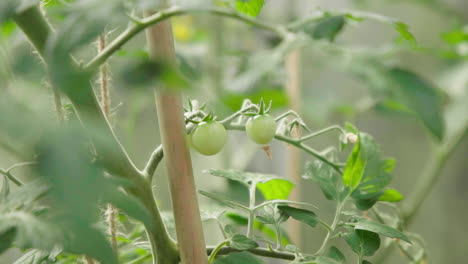 Tomaten-Wachsen-Im-Gewächshaus-Organisch-Gesund-Grün-Nahaufnahme-Zeitlupe