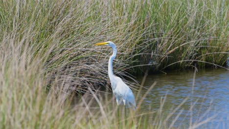 Great-Egret-standing-still-in-a-marshy-estuary-surrounded-by-tall-grasses-on-a-windy-day