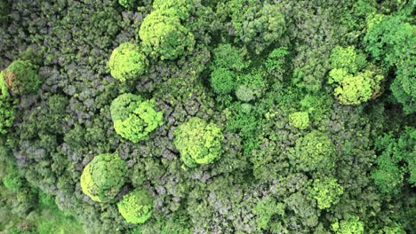 Beautiful-rainforest-takes-in-carbon-dioxide-and-releases-fresh-clean-oxygen-to-breathe,-aerial-top-down
