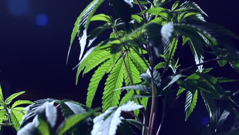 Cannabis-Marihuana-Pflanze-In-Einem-Dunklen-Hintergrund