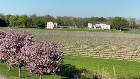 Vineyards-with-blooming-pink-cherry-blossoms-in-spring:-Peller-Estates-Winery