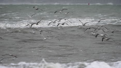 Colony-of-seagulls-glide-close-to-gray-rough-stormy-waves-on-dutch-beach