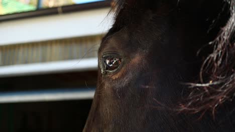 eye-of-the-horse,-close-up-shot