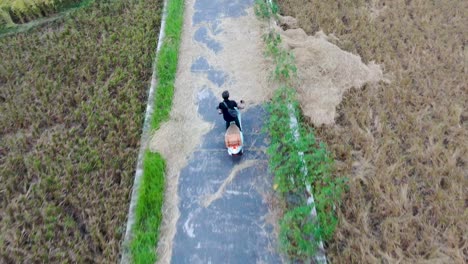 Back-view-of-man-driving-motorbike-in-zigzag-on-rural-road-between-rice-fields,-Indonesia