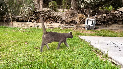 A-panning-shot-of-a-black-colored-cat-with-large-straight-tail-walking-on-grass-looking-at-camera