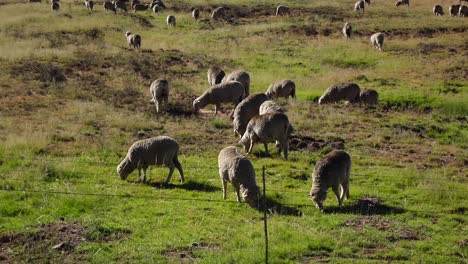Sheep-farming-in-the-central-Karoo