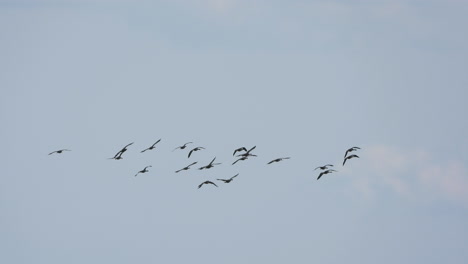 Flock-of-Canada-Goose-birds-flying-and-circling-in-the-sky