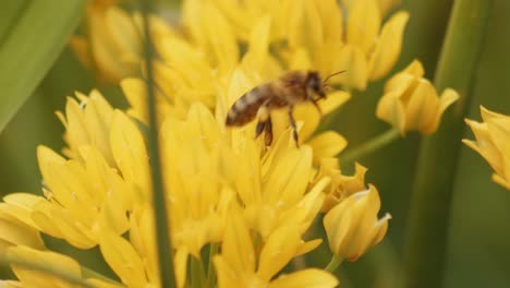 Europäische-Honigbiene,-Die-Zwischen-Gelben-Wildblumen-Fliegt,-Die-Pollen-Und-Nektar-Sammeln