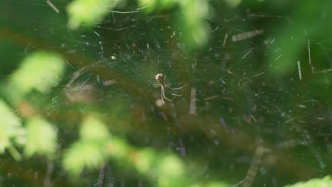 Close-Up-Of-Spider-In-Its-Web-Making-Movements-With-Its-Front-Legs