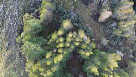 Aerial-Forest-Pond-Summit-Auf-Vancouver-Island,-Kanada,-Lone-Tree-Hill