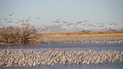 Slow-motion-shot-of-Sandhill-Crane-flock-flying-and-standing-in-water-with-panning-shot