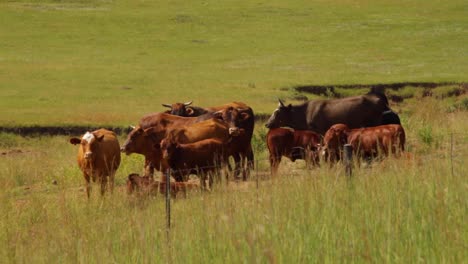 Farming-beef-in-the-heartland