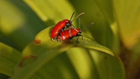 Dos-Escarabajos-Cardinales-Pyrochroa-Serraticornis-Apareándose-En-La-Hoja-De-La-Planta