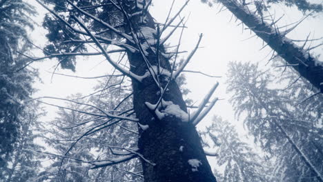 Looking-Up-In-Conifer-Woods-Covered-With-Fresh-Snow-In-Winter-Season