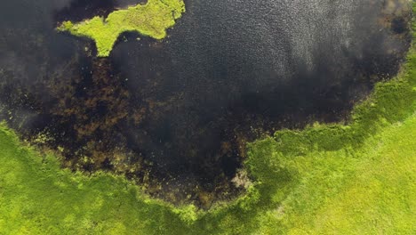 Lake-or-pond-water-in-Alaska-covered-with-vivid-green-bog-moss-near-the-swamp---aerial-directly-above-view