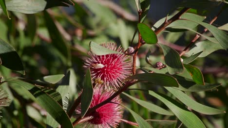 Bee-climbing-on-Hakea-Laurina-Plant-then-flies-away,-Daytime-Sunny-Maffra,-Victoria,-Australia-Slow-Motion