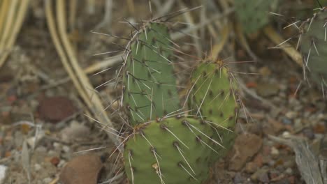 Extreme-Close-up-on-Prickly-Pear-Cactus-in-Desert-4K-Left-to-Right