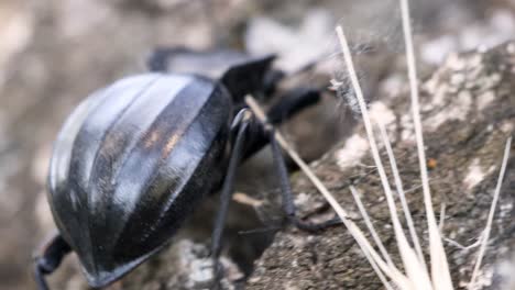 Camera-following-a-black-beetle-in-the-surface-of-a-tree-branch,-macro-shot-close-up-view