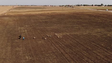 Luftaufnahme-Eines-Hirten-Mit-Seinen-Schafen-In-Marokko