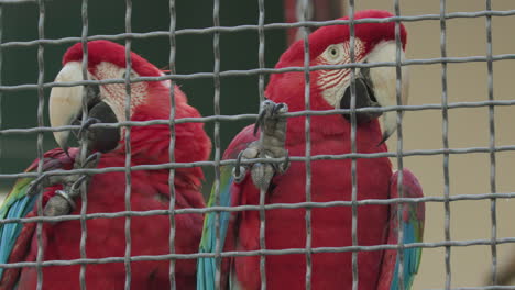 A-pair-of-scarlet-macaws-clinging-to-their-cage-in-a-zoo-enclosure