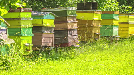 Static-shot-of-wooden-beehive-boxes-in-high-green-grass-surrounded-by-trees-on-a-sunny-summer-day-with-bees-buzzing-around-in-timelapse