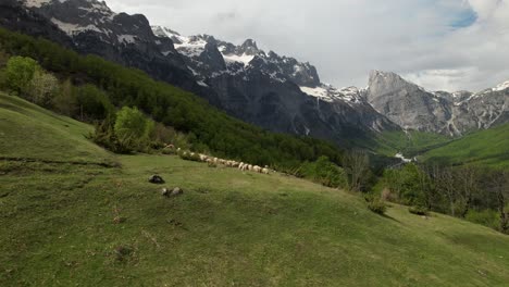 Alpine-panorama-with-white-sheep-and-dog-watching-on-green-meadow