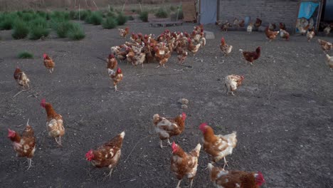 A-group-of-hens-roams-freely-outside-the-henhouse