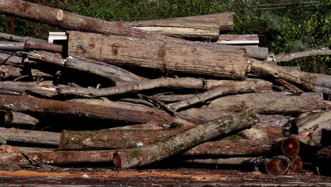pile-of-felled-trees-4