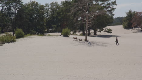 Man-walking-behind-his-two-dogs-in-beautiful-sand-dunes-on-a-sunny-summer-day