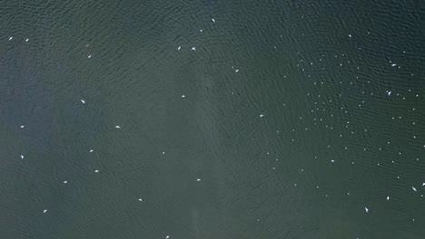 Top-down-view-of-birds-flocking-around-fishing-boat-in-dark-ocean-ripple